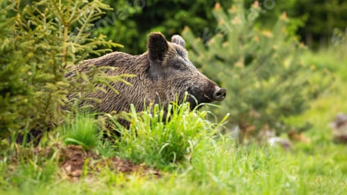 Preview: Massive wild boar, sus scrofa, showing up on the green forest clearing