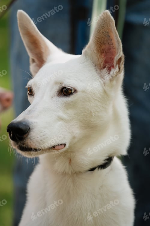 Preview: white dog in park on walk with its owner. walking and training of pets during daytime.