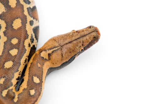 Preview: Sumatran Short Tail Python isolated on white background