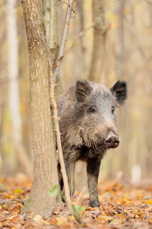 Preview: Wild boar