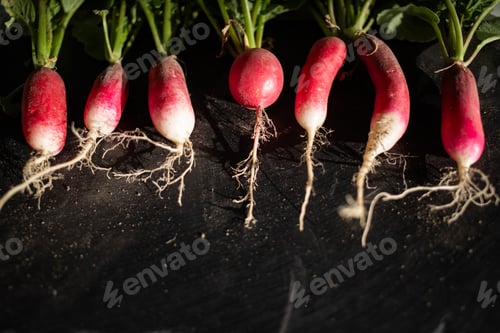 Preview: organic red radishes freshly collected from garden