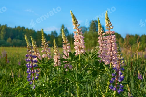 Preview: Flowers of forests and fields of Northern Europe: lupins, lupinus.