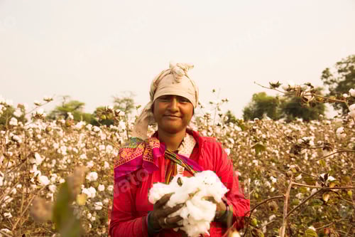 Preview: Indian woman harvesting cotton in a cotton field.