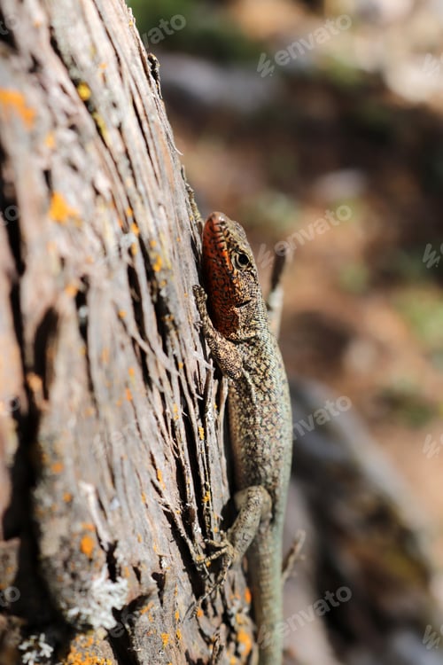 Preview: Curious lizard. Wild life. Animal background.