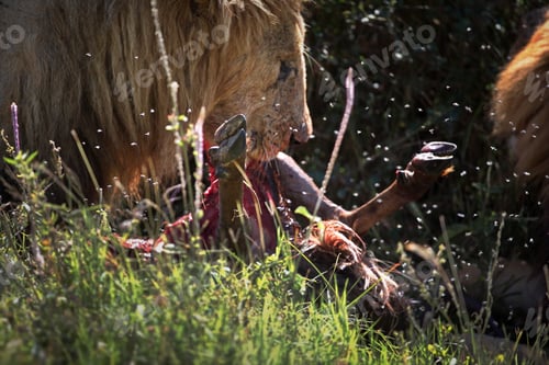 Preview: Closeup of lions feeding on a dead animal in a field in Masai Mara, Kenya during daylight