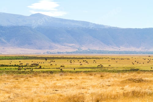 Preview: Herds of wild animals grazing in Ngorongoro