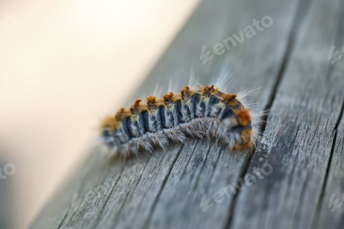 Preview: macro of a processionary caterpillar on a wooden log with the background out of focus