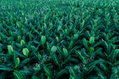 Preview: Aerial view of banana trees growing at field