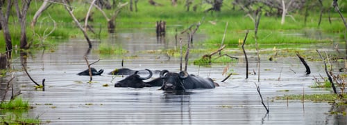 Preview: A Group of wild water buffaloes bathes in the swamp at Yala national park