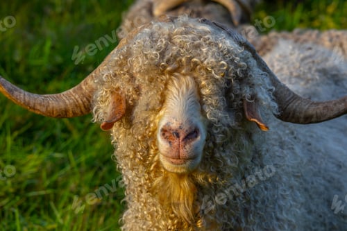 Preview: Angora goats grazing in the field