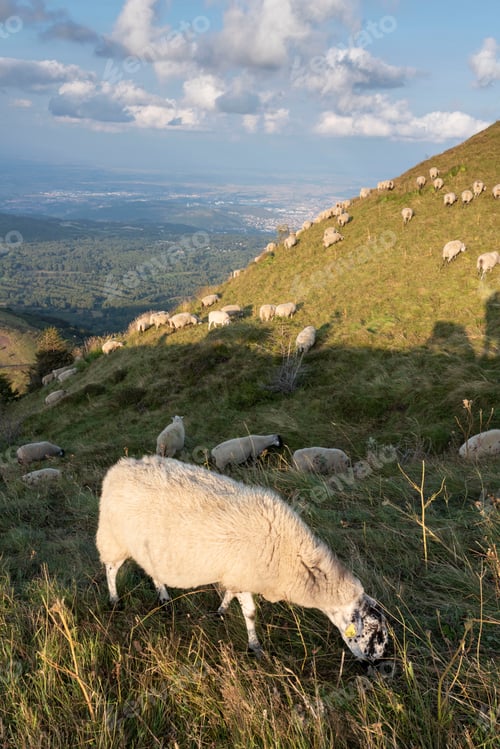 Preview: Vertical shot of sheep in the pasture