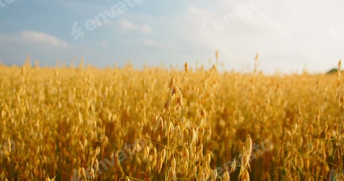Preview: Oat field swaying in the light wind. The concept of agriculture. Sunset. Blurred background. Crop is