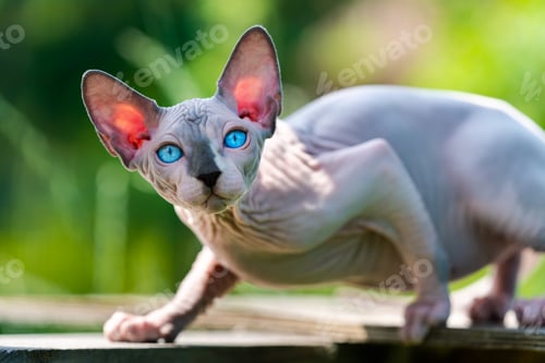 Preview: Sphynx Cat of blue mink and white color walking on sunny day outdoors on playground of cattery
