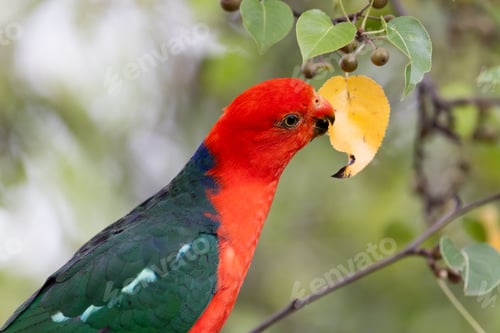 Preview: Australian King Parrot in Victoria Australia