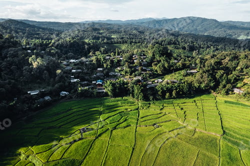 Preview: Rice field ,Aerial view of rice fields