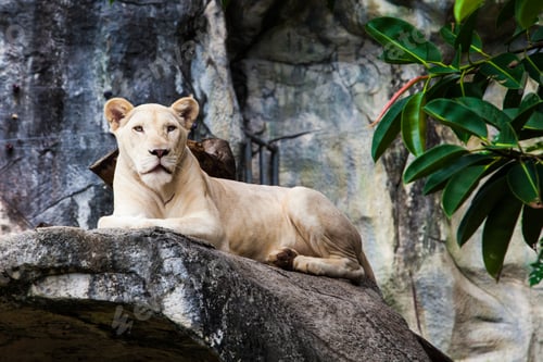 Preview: White Lion