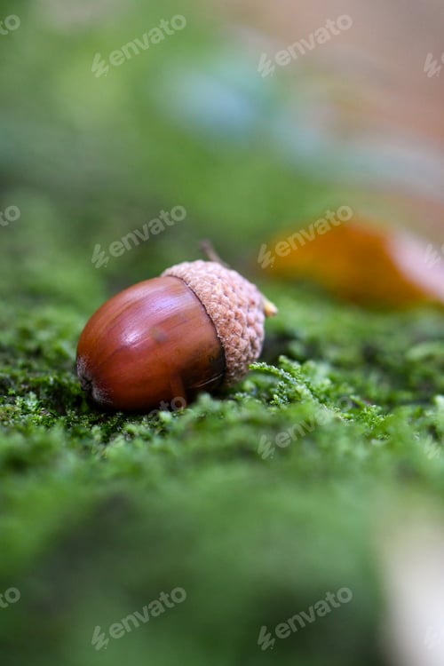 Preview: Closeup or macro of an acorn in moss