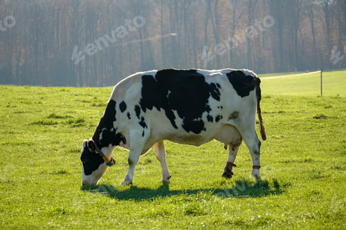 Preview: Closeup shot of a cow eating grass in the field with trees in the background