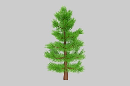 Preview: Young pine tree sapling