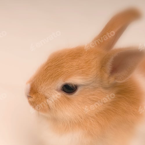 Preview: rabbit looking straight ahead