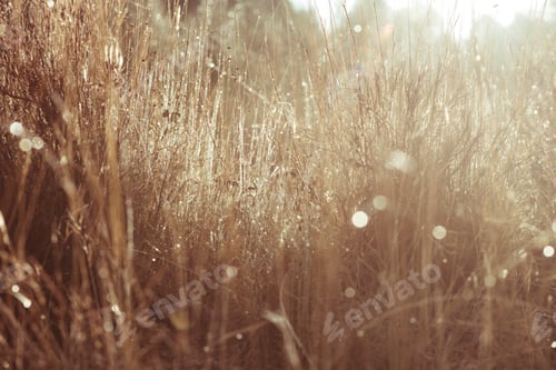 Tall Meadow Grass Sparkling in Warm Sunlight