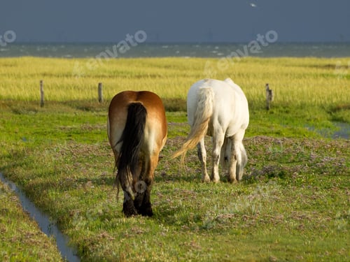 Preview: Herd of horses grazing in the lush green grass of the pasture in Juist, East Frisia, Germany