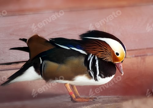 Preview: Mandarin duck in wooden house in center for bird watching.