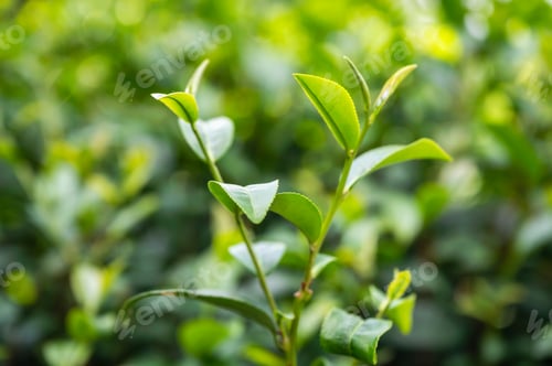 Preview: Organic green tea leaf growing in plantation