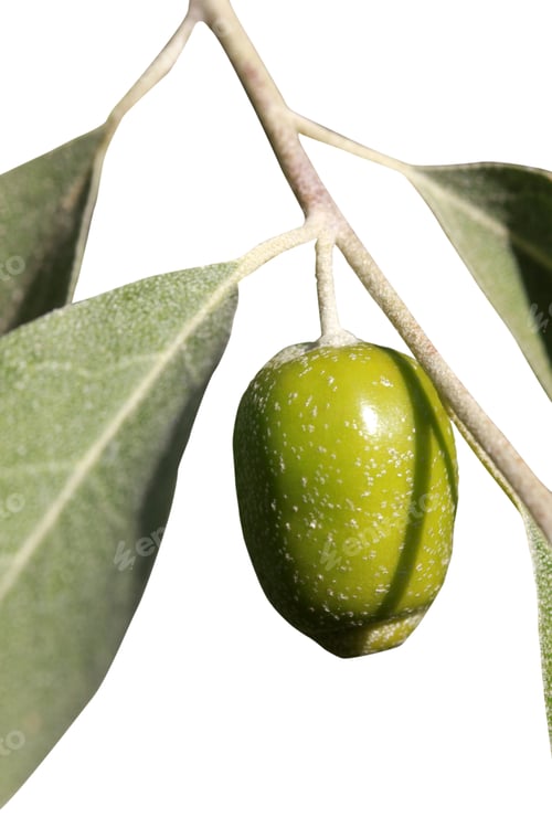 Preview: Twig with fruits of Elaeagnus angustifolia