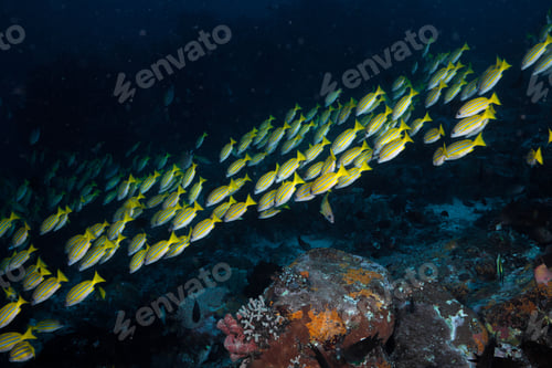 Preview: View of underwater nature and animals.
