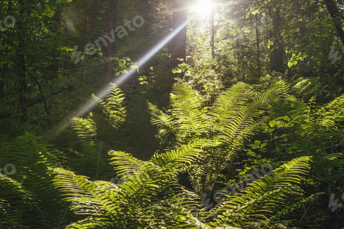 Vorschau: Farn im Wald und Sonnenstrahlen.