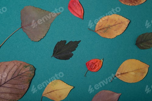 Preview: Top view of dry herbarium leafs on teal background,good as autumn card.