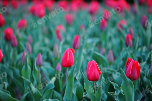 Preview: Red tulip