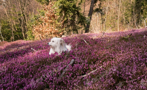 Preview: White dog and flowers