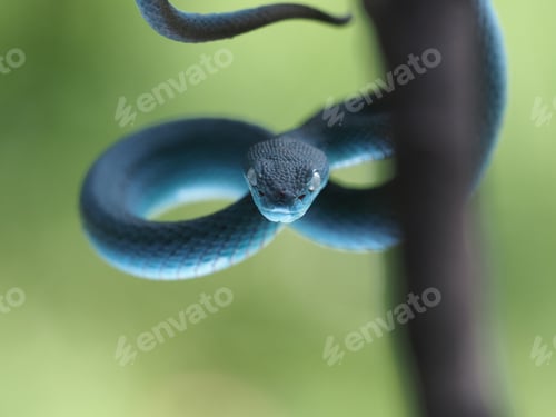 Preview: blue viper