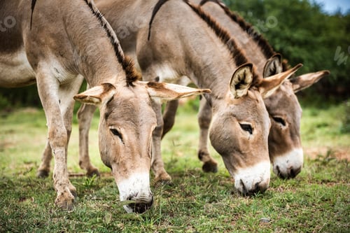 Preview: Donkeys at Sosian Ranch, Laikipia County, Kenya