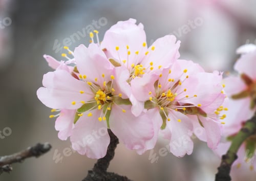 Preview: Spring almond flower
