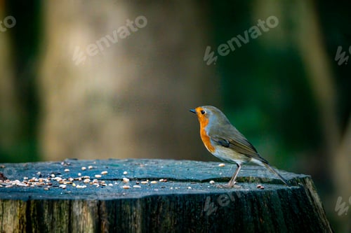 Preview: Close-Up of a European Robin on a Wooden Stump in Nature