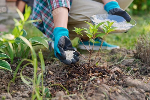 Preview: Close-up of hands with mineral fertilizers in garden on flower bed with green bushes