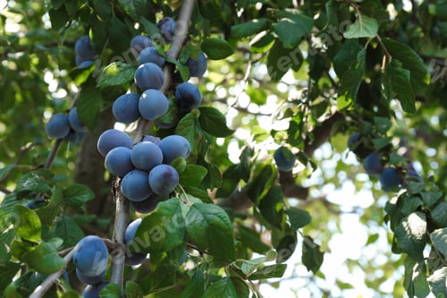 Preview: Ripe plums growing on tree in garden, low angle view