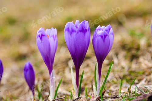 Preview: Purple crocus flowers in snow awakening in spring