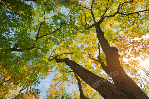 Preview: Into the autumn forest.