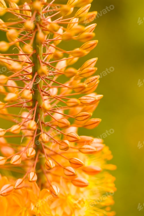 Preview: Flowers
