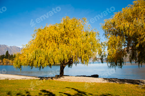 Preview: Colourful Orange Autumn Trees in Queenstown, South Island, New Zealand