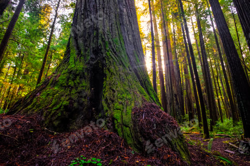 Preview: Morning Among The Giants, Redwoods National & State Parks, California