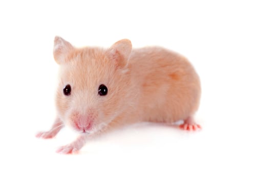 Preview: young hamster