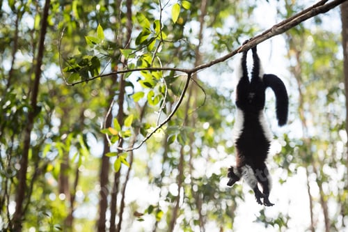 Preview: Black and White Ruffed Lemur (Varecia variegata), endemic to Madagascar, seen on Lemur Island, Andas