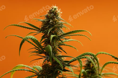 Preview: Marijuana plants long banner. Beautiful tropical cannabis background. New look on agricultural