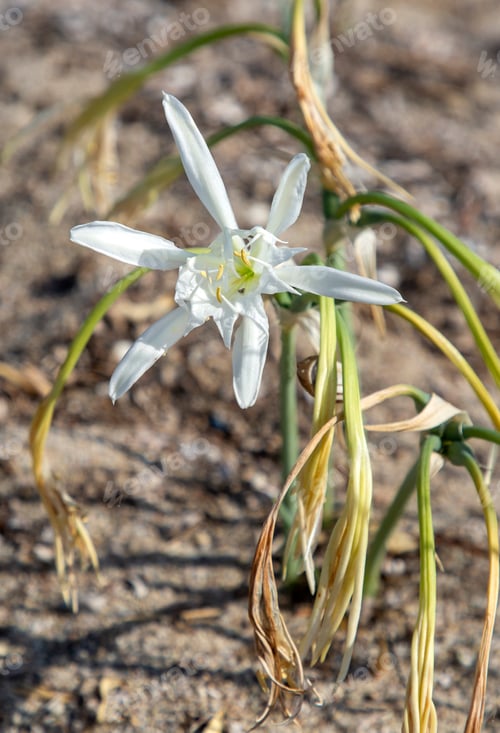 Preview: Pancratium maritimum, Hymenocallis, sea daffodil, white bulbous mediterranean plant in bloom
