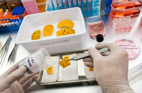 Preview: Scientific study of a tiny fungus in oranges called Phyllosticta citricarpa or black spot